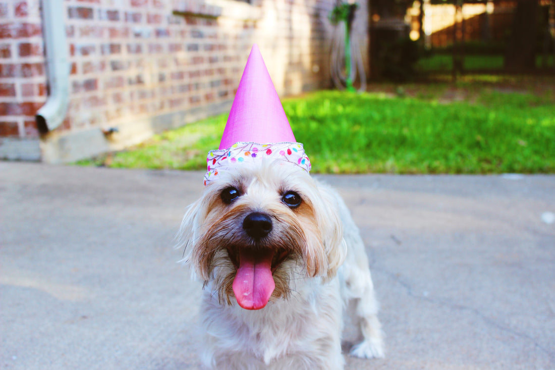 The Importance of Celebrating Your Pet's Birthday