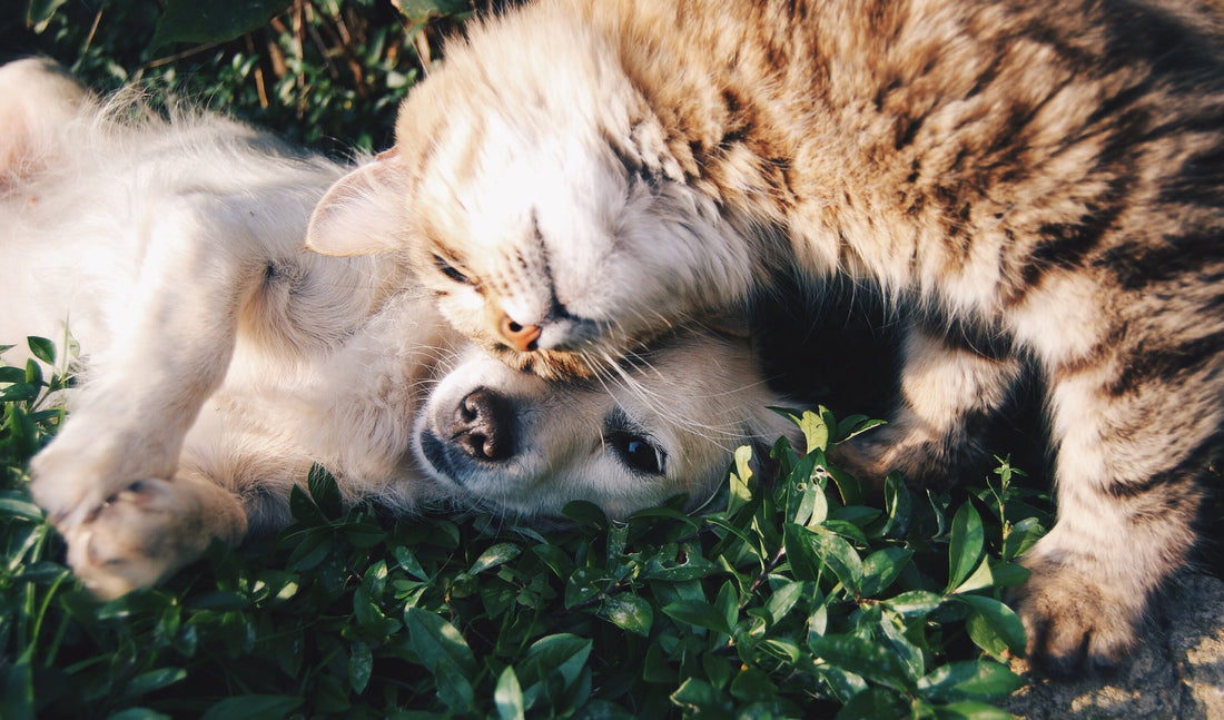 Unlikely Friends: The Beautiful Friendship Between Dogs and Cats