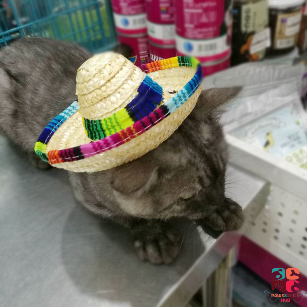 Pet Mexican Hat