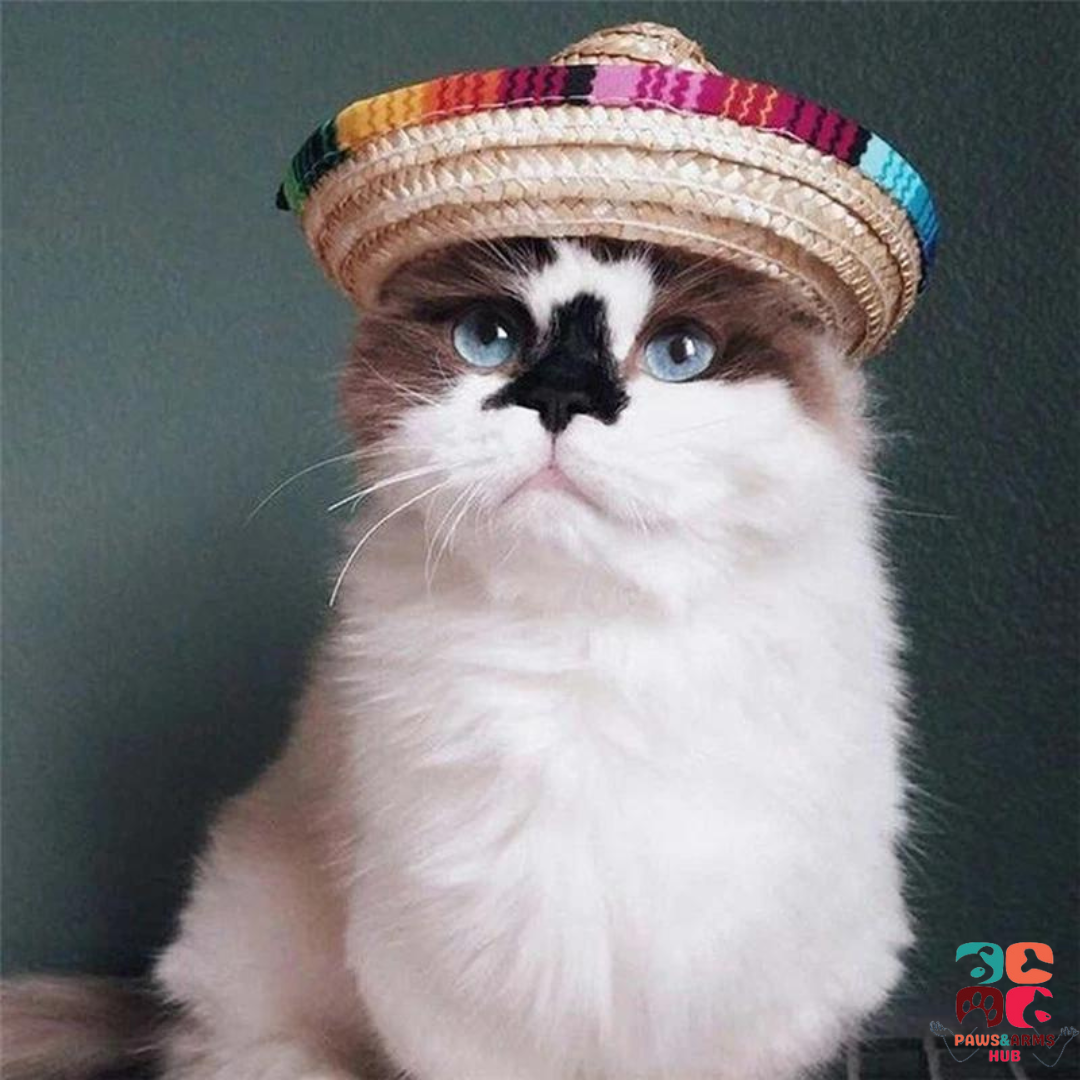 Pet Mexican Hat