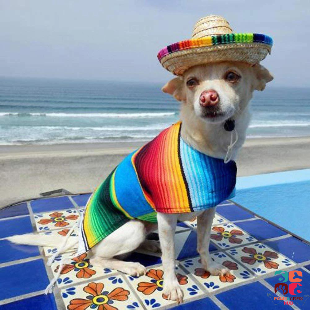 Pet Mexican Hat